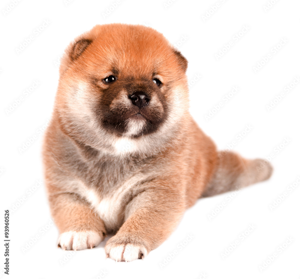 Obraz premium Shiba Inu puppy isolated on a white background