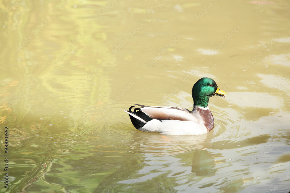 Obraz premium male mallard
