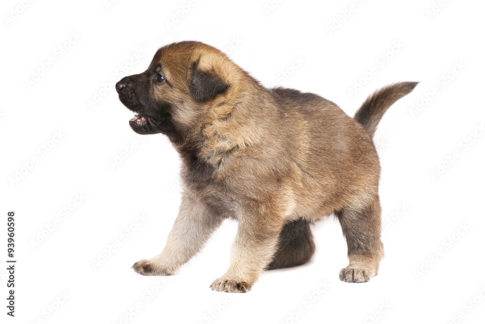 sheepdog puppy sheepdog puppy