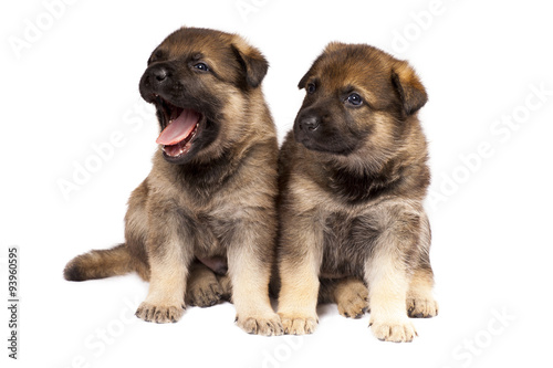 two puppies isolated over white background
