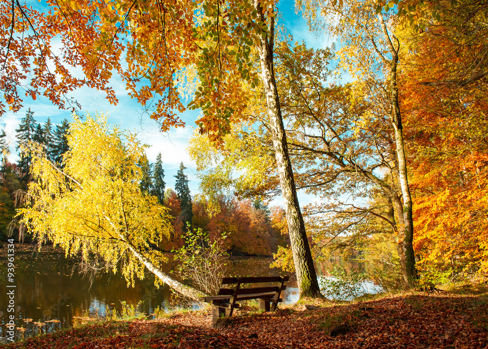 Obraz premium Beautiful autumn forest landscape. Fall in park