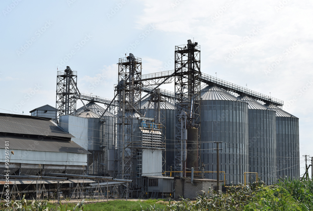Rice plant Rice plant