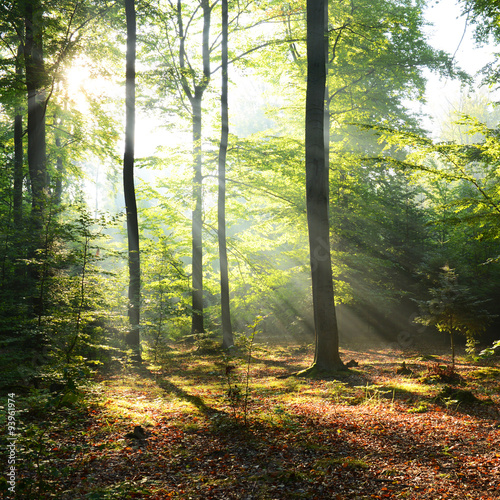 Wallpaper Mural Morning in the forest Torontodigital.ca