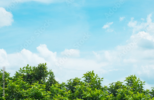 Blush tree with beautiful blue sky and cloud for background.