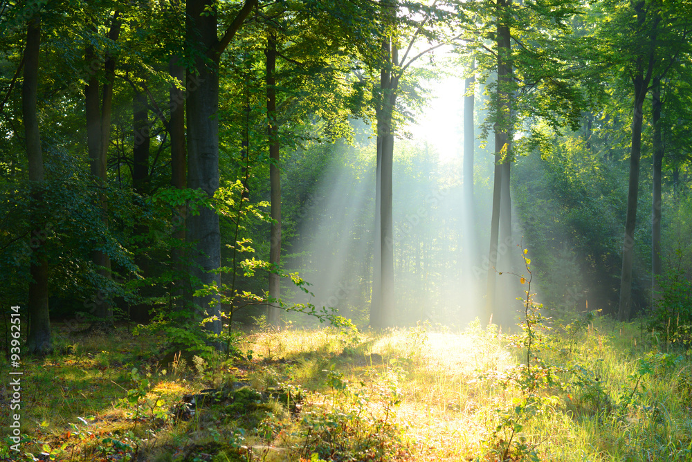 Morning in the forest Morning in the forest