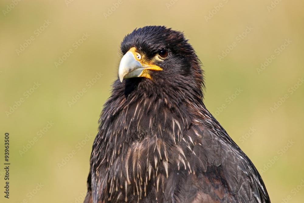 Fototapeta premium Striated caracara