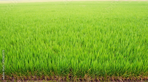 Photo paddy field,rice field , Green texture Background