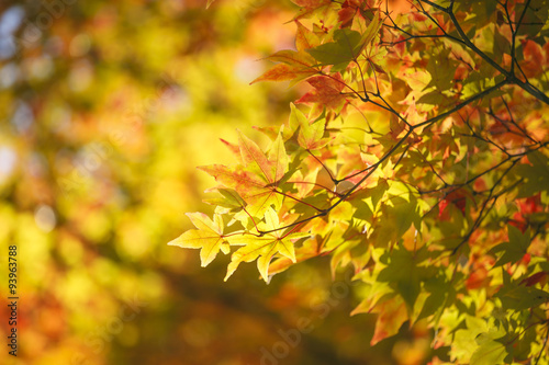          Maple Ginkgo tree Autumn