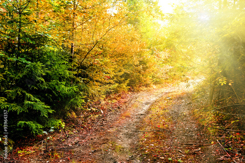 Road in autumn forest