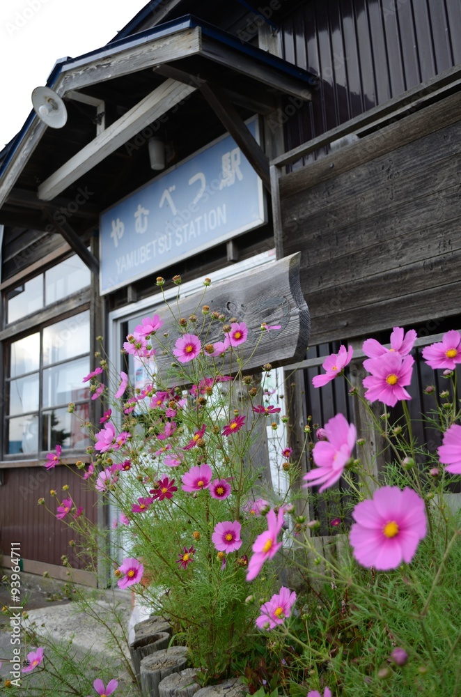 Fototapeta premium コスモスの咲く駅