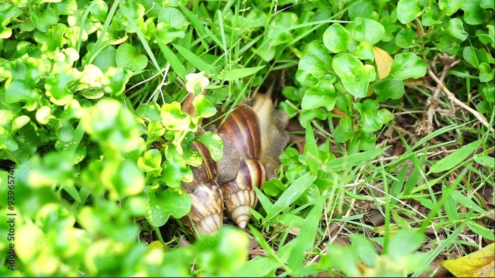 Giant African land snails hybridize in the garden Giant African land snails hybridize in the garden