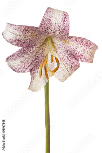 Fototapeta Naklejka Na Ścianę i Meble -  lily
