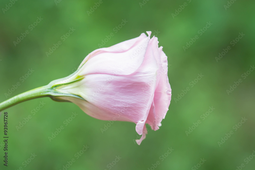 Fototapeta premium close up pink rose in garden