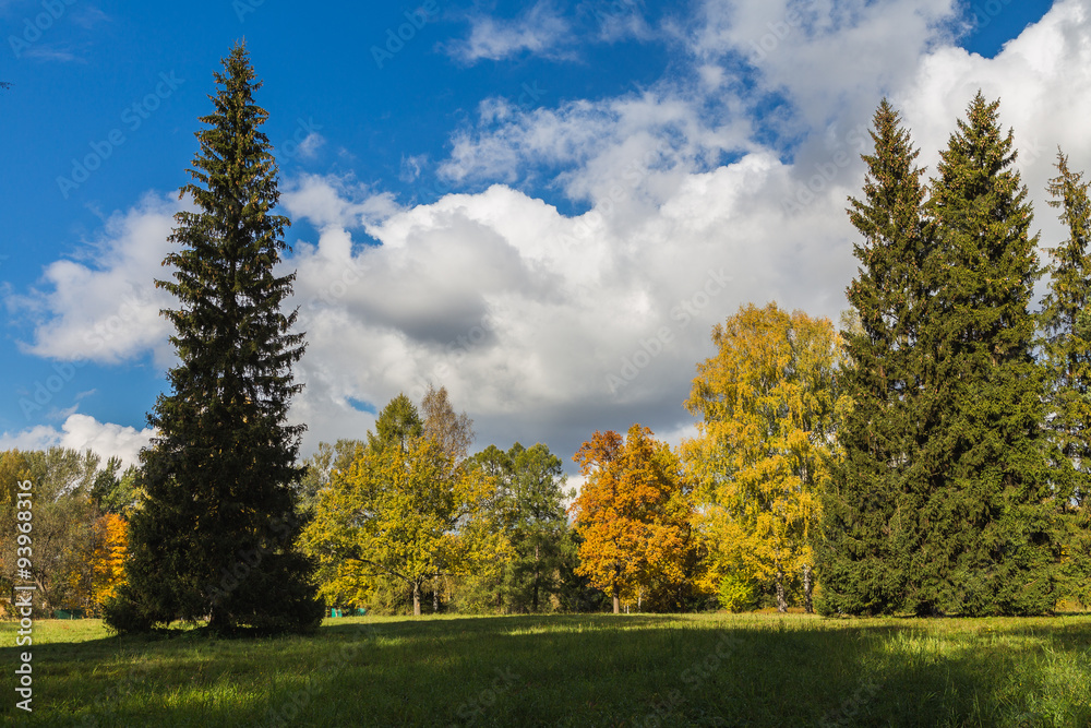 Осенний дневной лес в ярких красках
