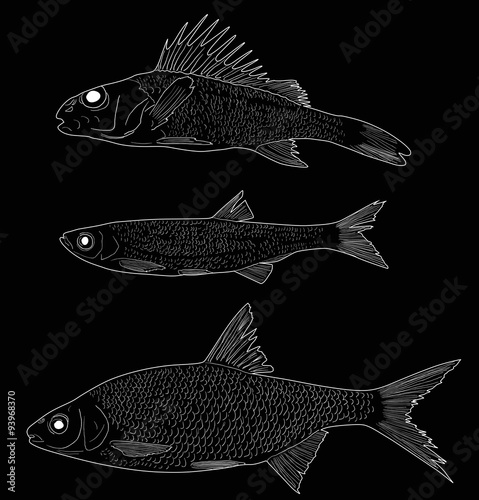 set of three freshwater fishes sketches isolated on black