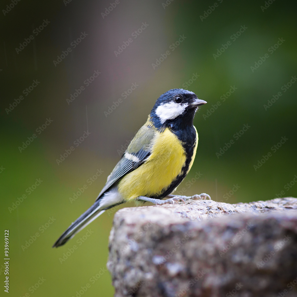 Bird feeding sunflower seeds from the feeder. Parus major Bird feeding sunflower seeds from the feeder. Parus major