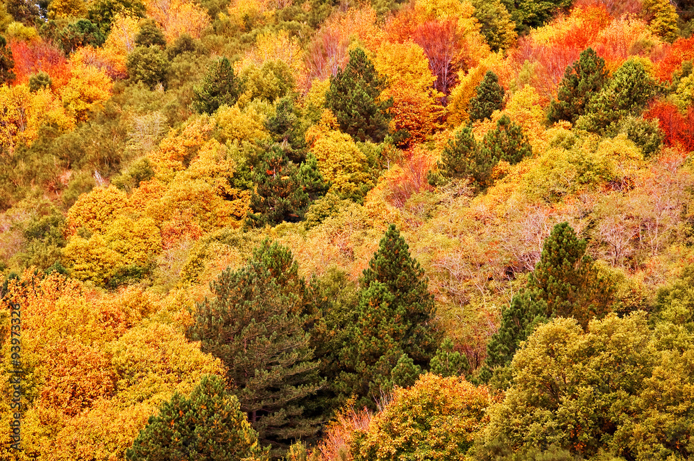 Background of yellow and orange trees in autumn in a forest, aerial view Background of yellow and orange trees in autumn in a forest, aerial view