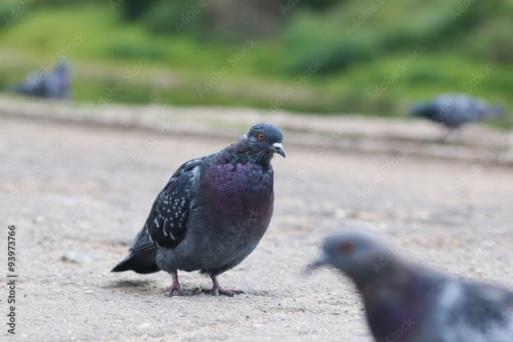 Obraz premium pigeons in the square