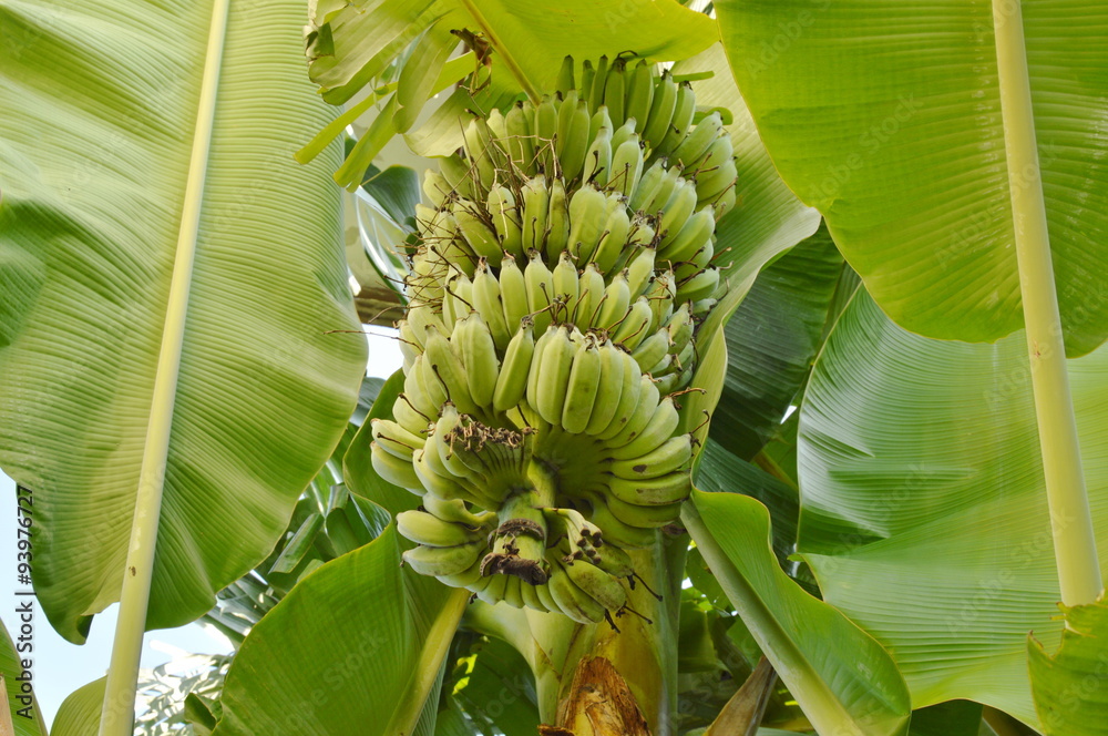 Obraz premium banana on the branch in backyard garden