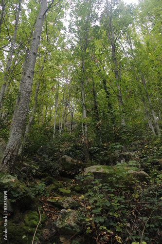 Bosques de casta  os t  picos de Les Guilleries  Catalu  a