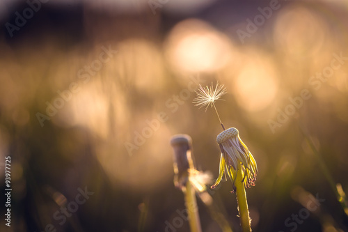 Last seed of a dandelion blowball in sunlight during sunset