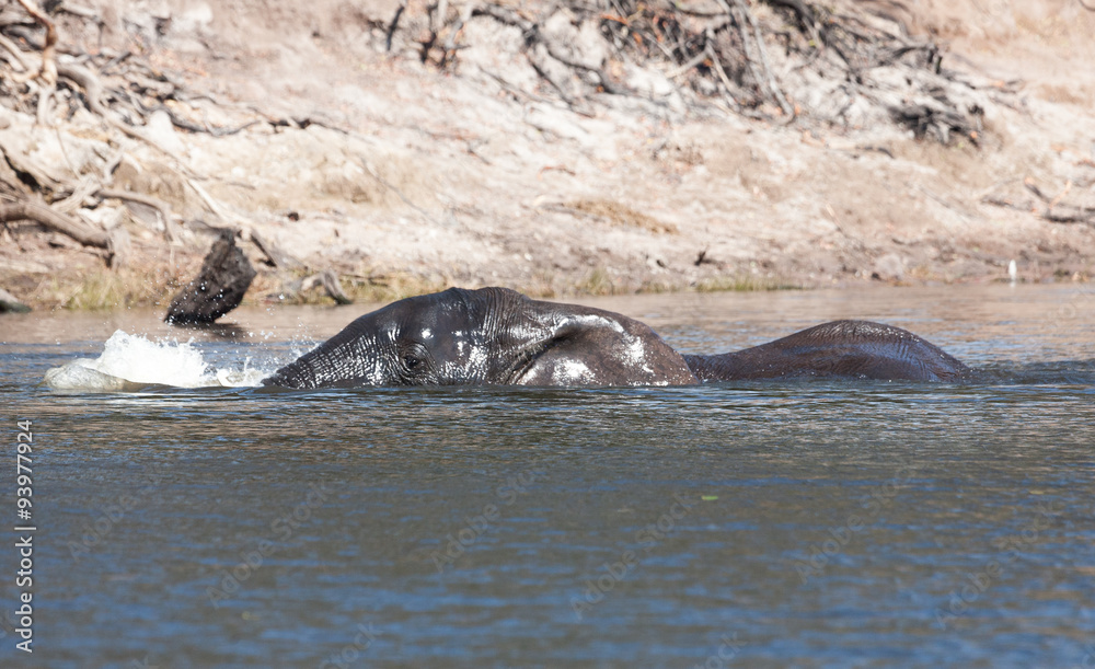 Fototapeta premium elephant crossing a river