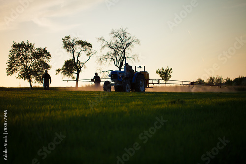 Tractor spraying wheat field with sprayer during sunset