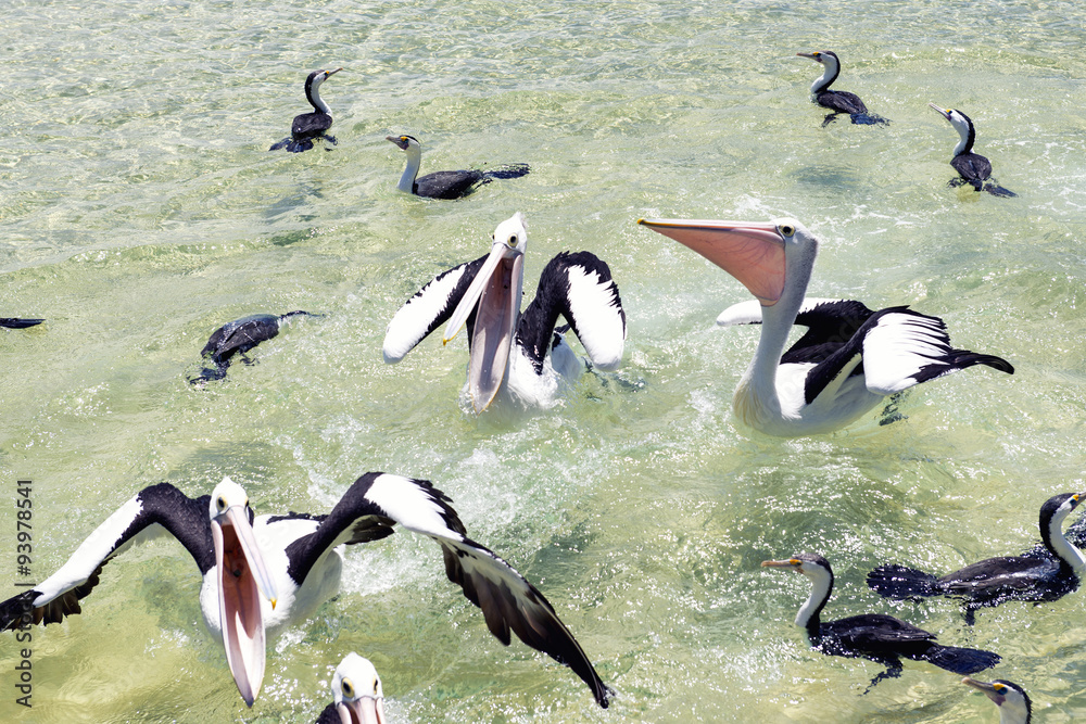 Fototapeta premium Pelicans feeding in the water during the day at Tangalooma Island in Queensland on the west side of Moreton Island.