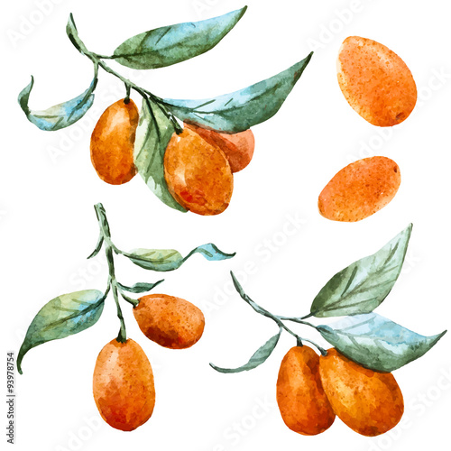 Watercolor vector tangerine