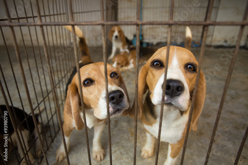 Fototapeta Naklejka Na Ścianę i Meble -  Sad Beagle Dog in cage