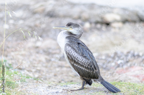 Balearic shearwater, bird, Puffinus mauretanicus photo