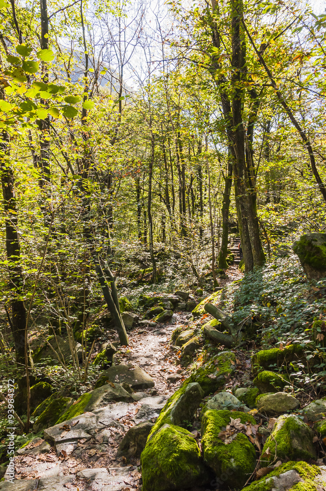 Fototapeta premium Lavertezza, Dorf, Verzascatal, Valle Verzasca, Wanderweg, Waldweg, Kastanienwald, Kastanienbäume, Herbstfarben, Herbst, Tessin, Schweiz