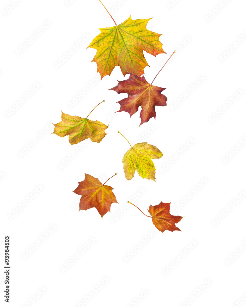 Herbstlaub Herbstlaub