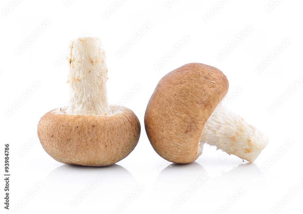 Shiitake Mushroom on white background