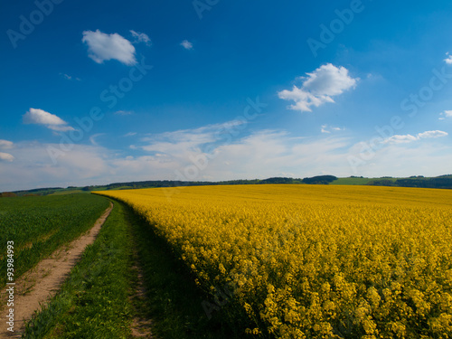 Fototapeta Naklejka Na Ścianę i Meble -  Rape plant field and country road on summer day