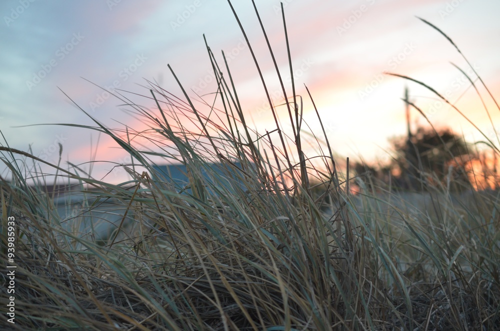 Fototapeta premium Закат на море солнце сквозь траву