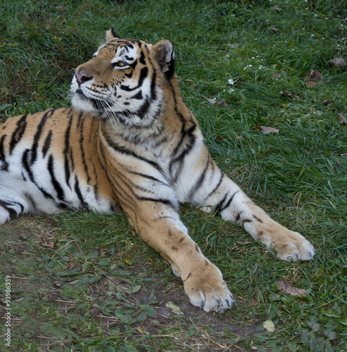 Ussurian   tiger