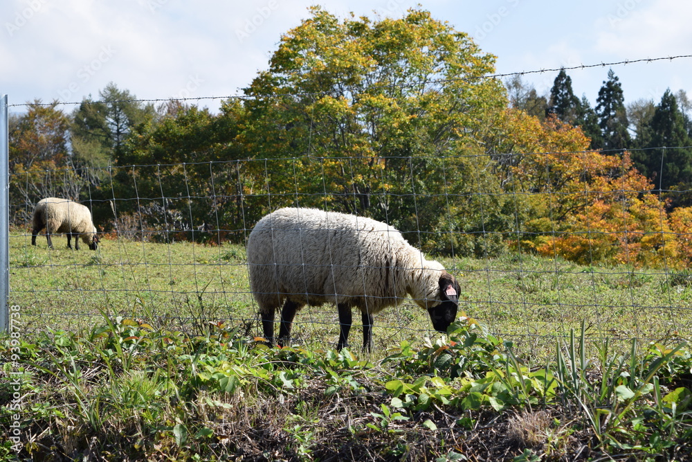 Obraz premium 羊の放牧／山形県鶴岡市羽黒町川代にある月山高原牧場で、羊の放牧風景を撮影した写真です。この牧場は、約100haの緑のジュウタンが広がり、雄大な高原の中で牛や羊を眺められます。羊を放牧すると足腰が丈夫になる、広々とした牧場で運動することにより健全な羊になる、管理の手間が省ける、エサ代の削減など良いこと尽くしです。高原からの眺めは最高で、ひそかな観光ポイントになっています。