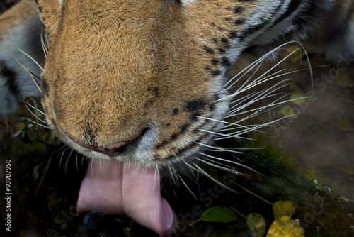 Ussurian   tiger photo