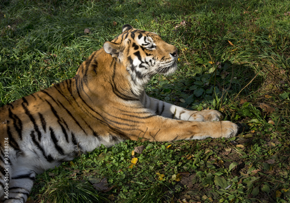 Obraz premium Ussurian tiger