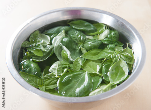 Fresh Genoese basil leaves in a stainless steel bowl filled with water