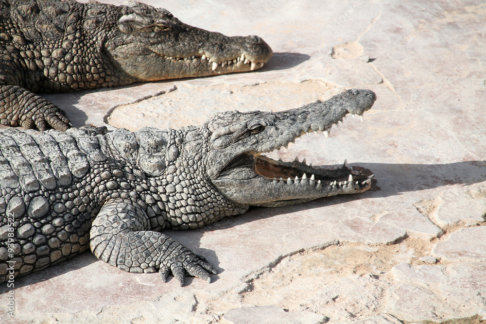 Fototapeta premium crocodile 20102015