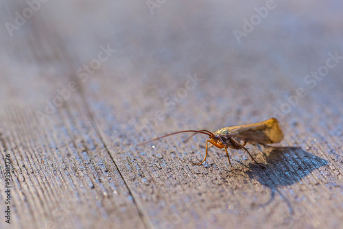 Single insect on old wooden table