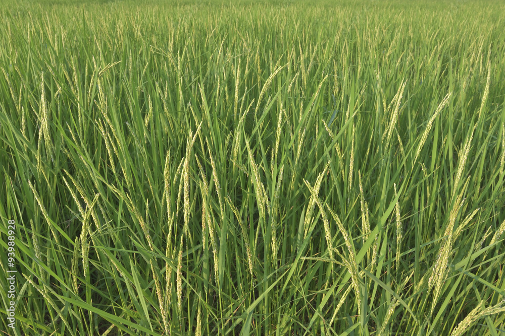 Rice field , new born rice Rice field , new born rice