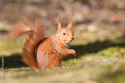 Red Squirrel © markmedcalf