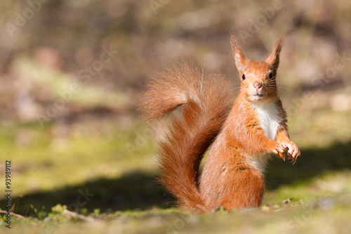 Red Squirrel © markmedcalf