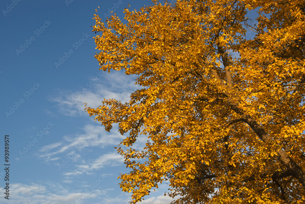 Fototapeta premium golden autumn time