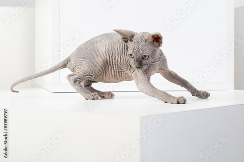  breed Sphynx kitten