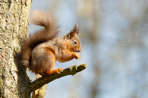 Red Squirrel