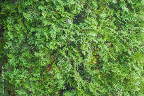 Green pine tree close-up